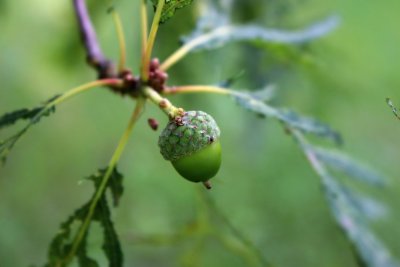 Quercus robur 'Pectinatum' - dub letní - plod